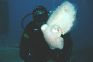 Marco_con_seppia_x Marco_con_seppia_x